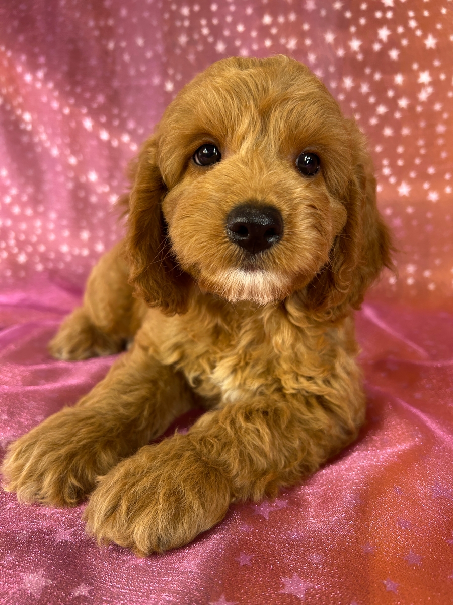 Cockapoo Puppy for Sale DOB 6-3-2026 $950